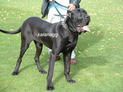 pakistani bully dog black