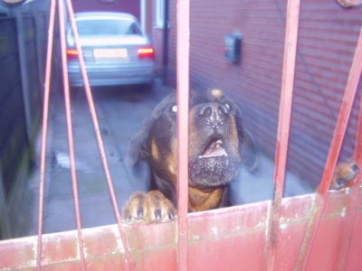 Rottweiler