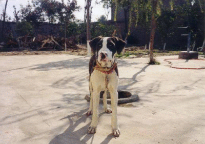 Bull Kutta pup