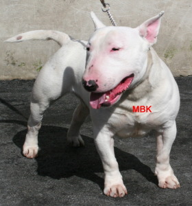 English Bull Terrier